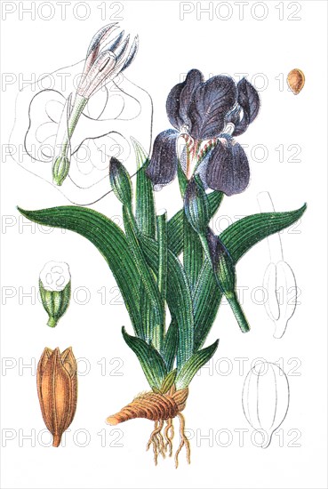 Iris aphylla l.