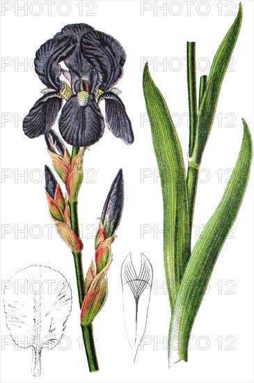 German iris