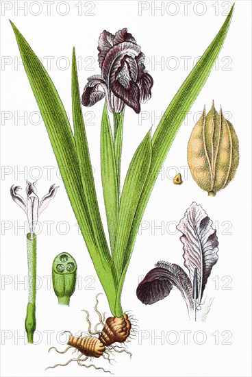 Iris pumila