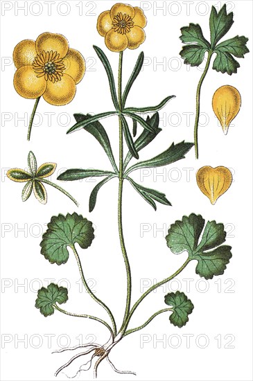 Goldilocks buttercup