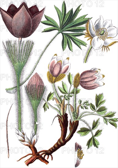 Pasqueflower,