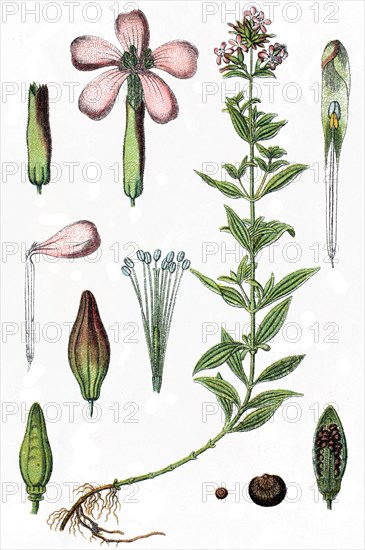 Common soapwort