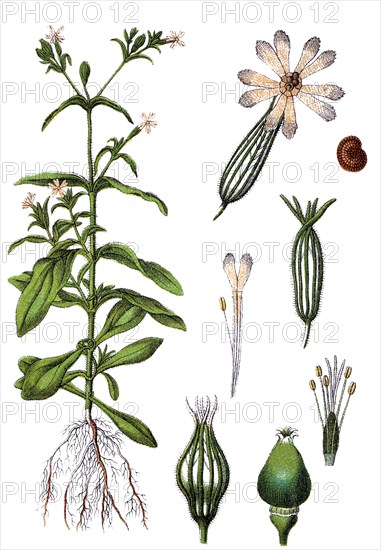 Night-flowering catchfly