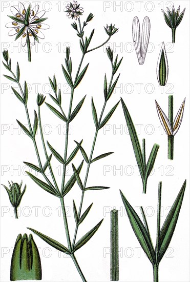 Minuartia