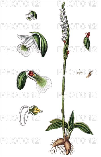 Autumn lady's-tresses