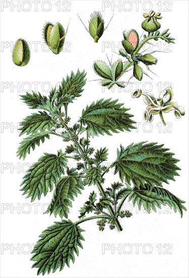 Annual nettle