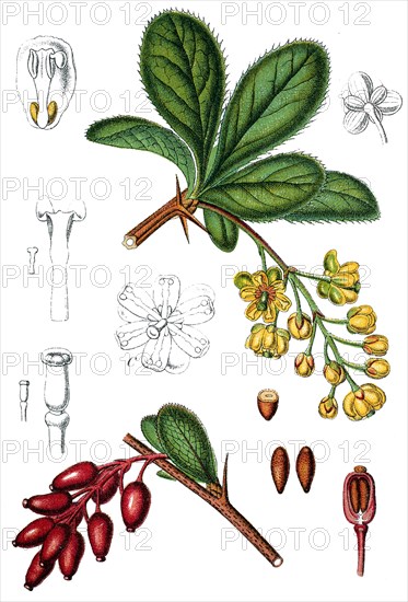 European barberry