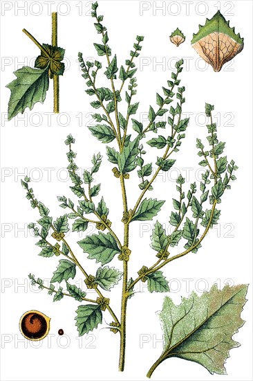 Chenopodium roseum