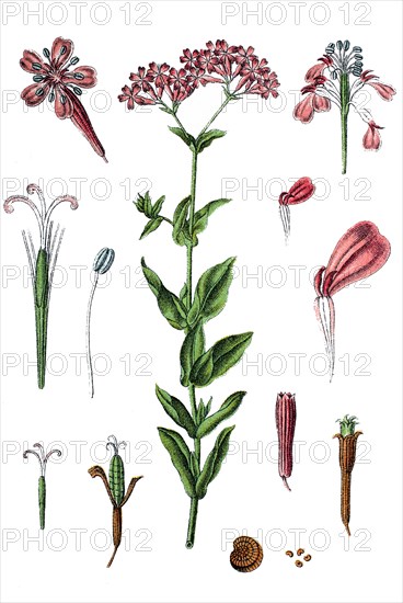 Sweet william catchfly