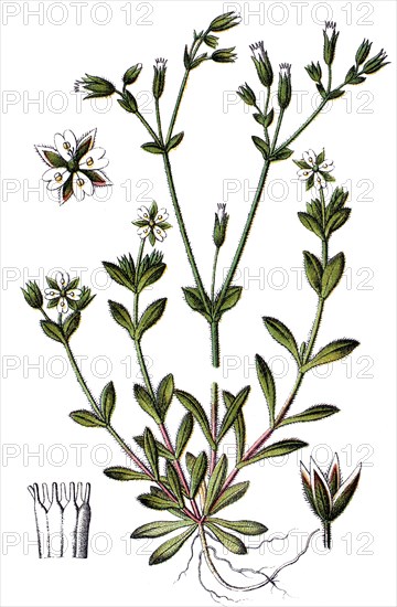 Minuartia tetrandra