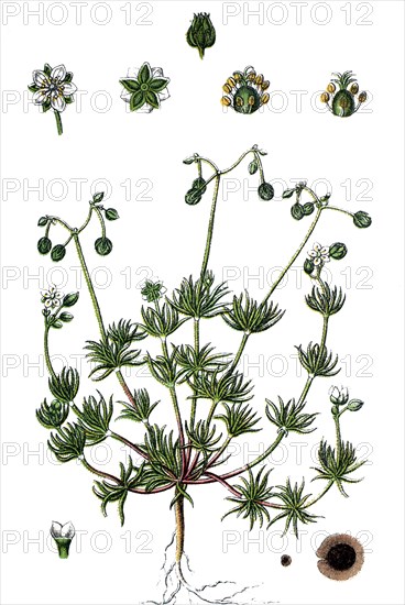 Pearlwort spurrey