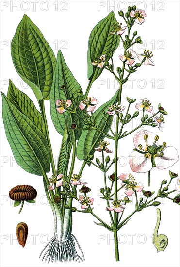 European water-plantain