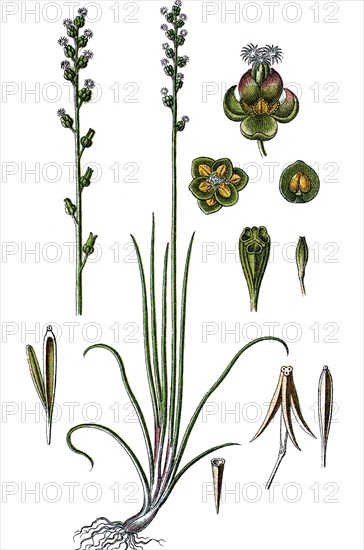 Marsh arrowgrass