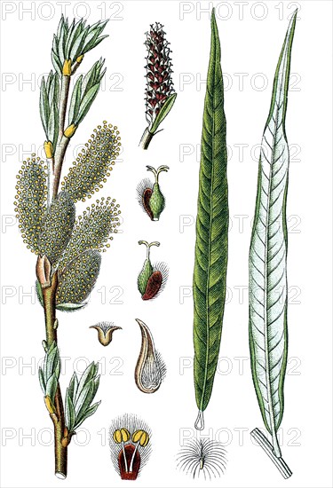 Common osier