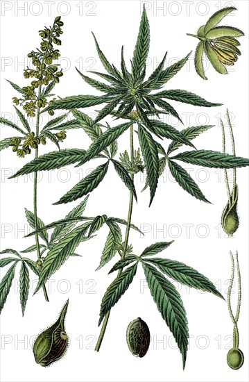 Cannabis sativa