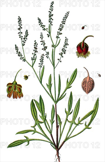 Sheep's sorrel,