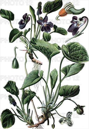 Wood violet