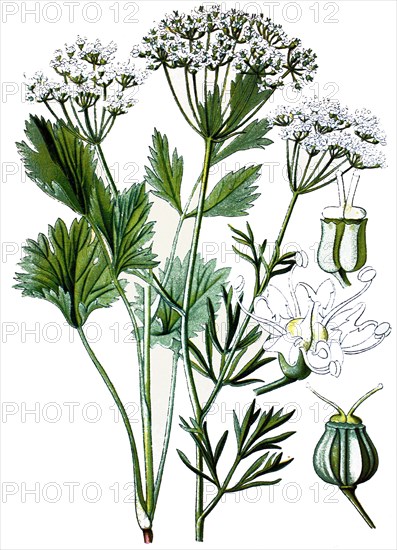 Aniseed,