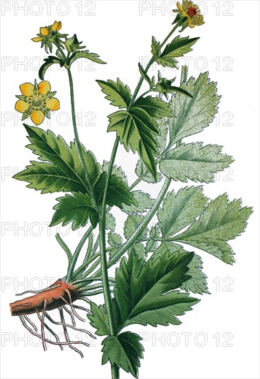 Wood avens