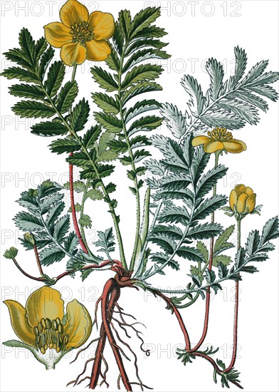 Common silverweed