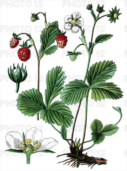 Wild strawberry