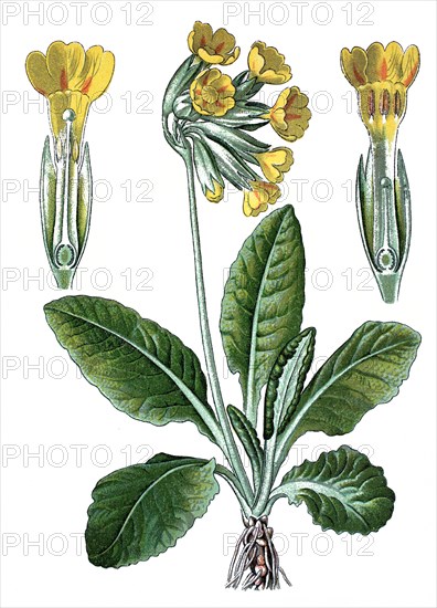 Cowslip