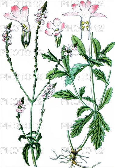 Common vervain