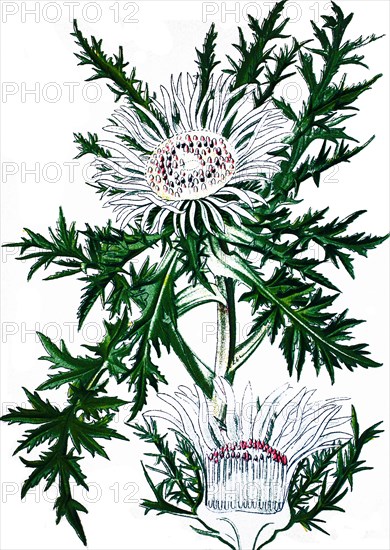 Stemless carline thistle