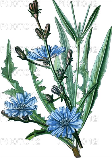 Common chicory