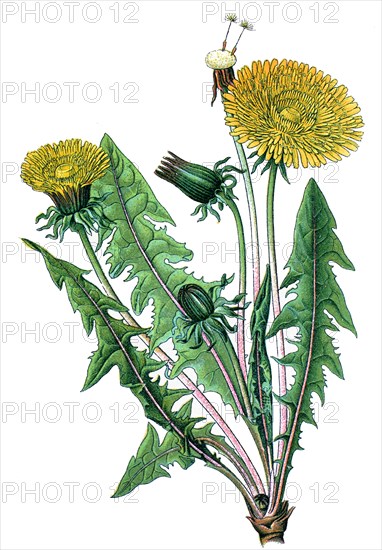 Common dandelion