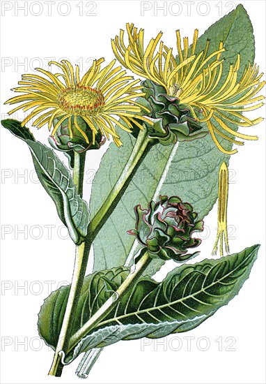 Elecampane