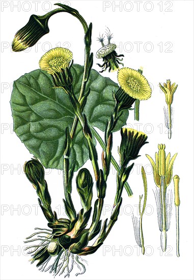 Coltsfoot