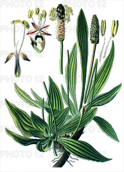 English plantain