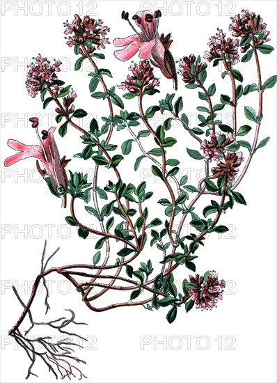 Breckland thyme
