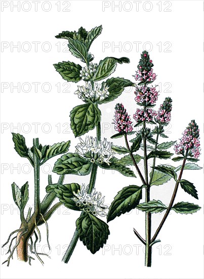 White horehound