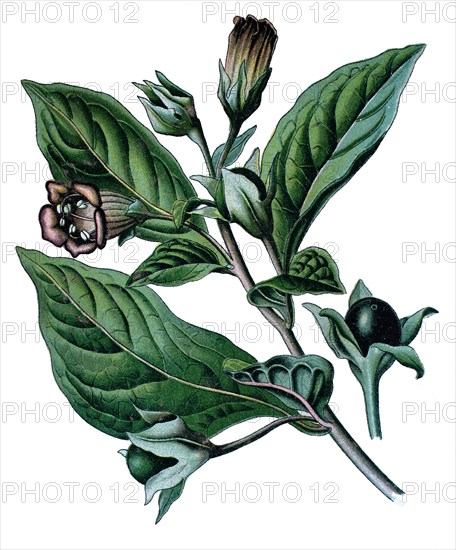 Atropa belladonna