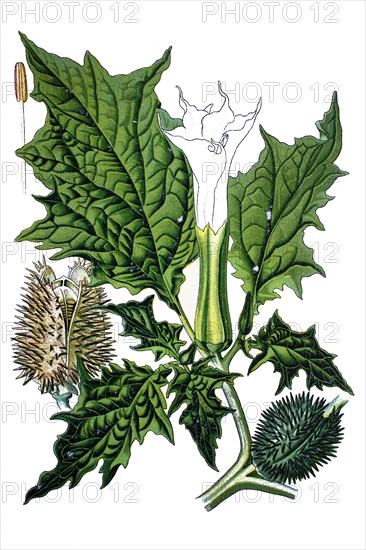 Jimson weed