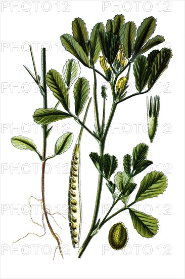 Fenugreek