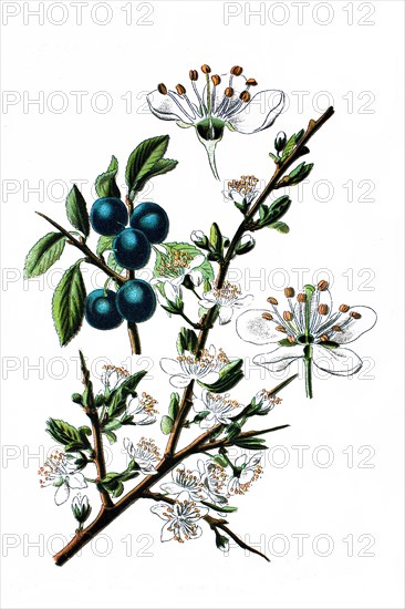 Blackthorn