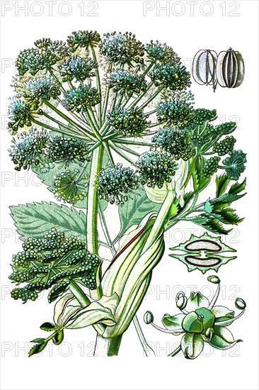 Garden angelica