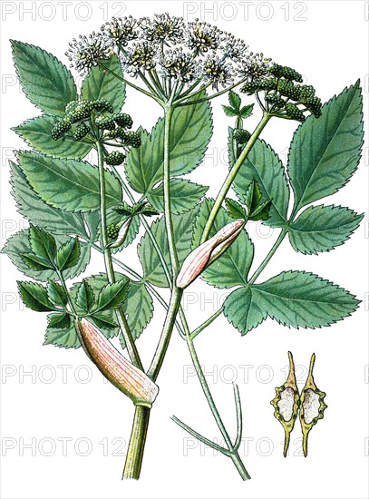 Angelica silvestris