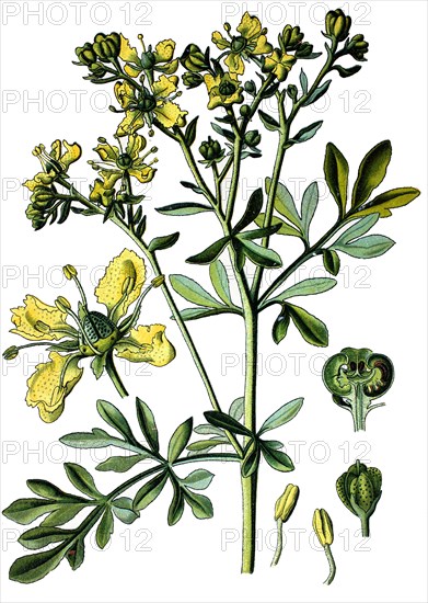 Common rue