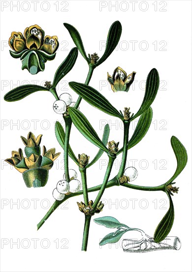 European mistletoe