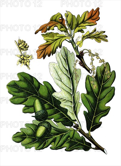Quercus commonly