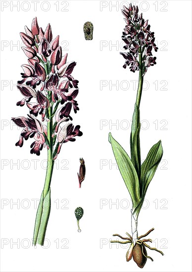 Orchis militaris