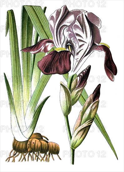 Iris germanica