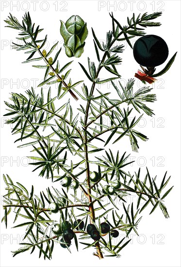 Common juniper