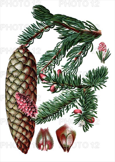 Norway spruce