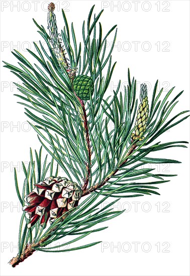 Scots pine