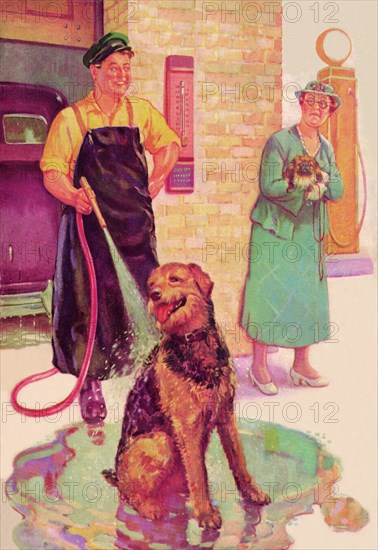 Dog Wash